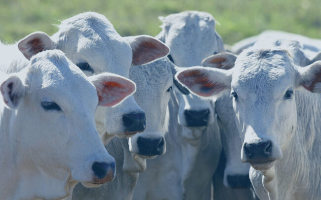 Markestrat - MKS Agribusiness Livestock Inputs